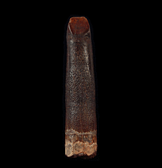 Moroccan sauropod tooth | Buried Treasure Fossils