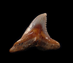 Hemipristis serra tooth from Morocco | Buried Treasure Fossils