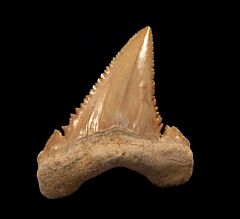 Big Paleocarcharodon shark tooth for sale | Buried Treasure Fossils