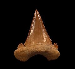 Big Paleocarcharodon shark tooth for sale | Buried Treasure Fossils