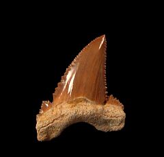 Big Palaeocarcharodon tooth for sale | Buried Treasure Fossils