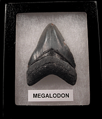 Authentic Florida Megalodon tooth for sale | Buried Treasure Fossils