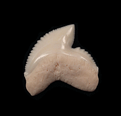 Galeocerdo cuvier  tooth | Buried Treasure Fossils