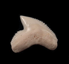 Galeocerdo cuvier  tooth | Buried Treasure Fossils