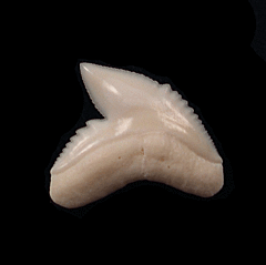 Galeocerdo cuvier  tooth | Buried Treasure Fossils