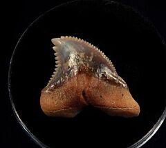 Baja Hemipristis serra tooth fro sale | Buried Treasure Fossils