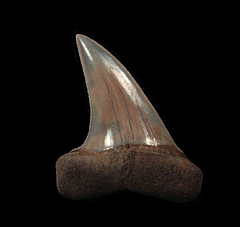 Perfect Netherlands Carcharomodus escheri tooth | Buried Treasure Fossils