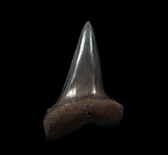 Netherlands Escheri tooth | Buried Treasure Fossils