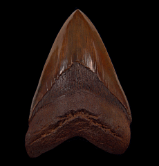 Large Meherrin River Megalodon tooth for sale | Buried Treasure Fossils