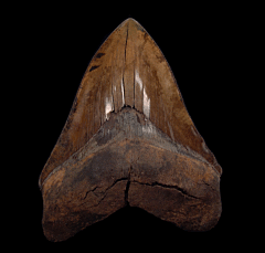 Copper red site Megalodon tooth | Buried Treasure Fossils