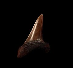 Isurus Retroflexus - No. Carolina Fossil Shark Teeth - Shop By Shark ...