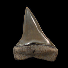 Carcharodon hastalis tooth - New Zealand | Buried Treasure Fossils