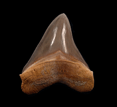 GEM Peruvian Megalodon Tooth for Sale | Buried Treasure Fossils