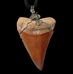 Peruvian shark tooth necklace for sale | Buried Treasure Fossils