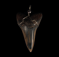 High Quality Great White shark tooth necklace for sale | Buried Treasure Fossils