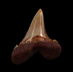 Very rare, large Auriculatus tooth for sale | Buried Treasure Fossils