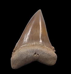 Perfect Peruvian Cosmopolitodus tooth for sale | Buried Treasure Fossils