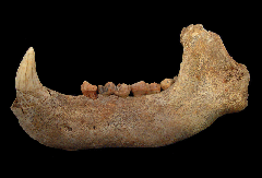 Adult Cave Bear jaw for sale | Buried Treasure Fossils