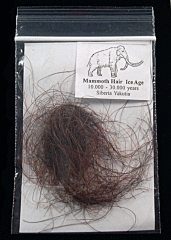 Wooly Mammoth hair| Buried Treasure Fossils