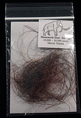 Wooly Mammoth hair| Buried Treasure Fossils