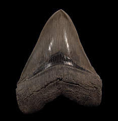 Gem Megalodon tooth for sale | Buried Treasure Fossils