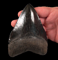 Top Quality Carolina Megalodon tooth for sale | Buried Treasure Fossils