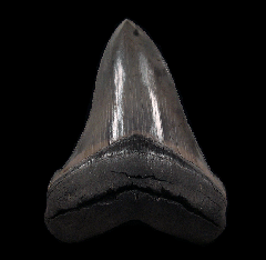 Rare So. Carolina Chubutensis tooth for sale | Buried Treasure Fossils