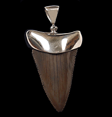 Extra large Great White shark tooth necklace for sale | Buried Treasure Fossils