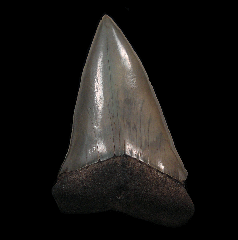 Large Carcharodon hastalis tooth from So. Carolina | Buried Treasure Fossils