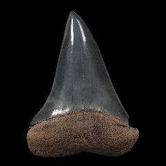 Large Carcharodon hastalis tooth from So. Carolina | Buried Treasure Fossils