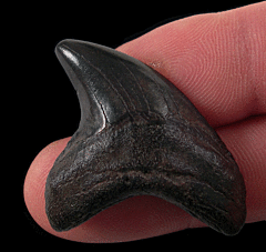 Rare Alopias grandis tooth for sale | Buried Treasure Fossils