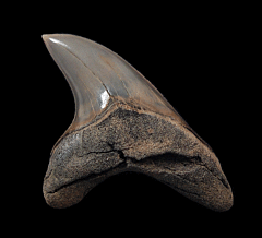 Rare Alopias grandis tooth for sale | Buried Treasure Fossils