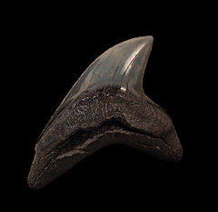 Rare Alopias grandis tooth for sale | Buried Treasure Fossils