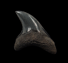 Rare Alopias grandis tooth for sale | Buried Treasure Fossils