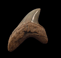 Rare Alopias grandis tooth for sale | Buried Treasure Fossils