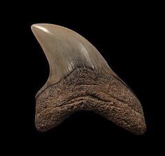 Rare Alopias grandis tooth for sale | Buried Treasure Fossils