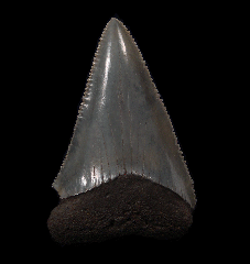 Colorful So. Carolina Great White shark tooth for sale | Buried Treasure Fossils