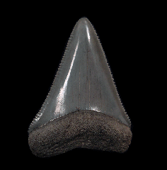 Colorful So. Carolina Great White shark tooth for sale | Buried Treasure Fossils