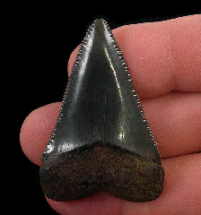 Colorful So. Carolina Great White shark tooth for sale | Buried Treasure Fossils