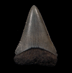 Real So. Carolina Carcharodon carcharias shark tooth for sale | Buried Treasure Fossils