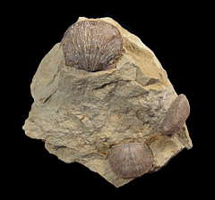 Mucrospirifer sp. - Brachiopod Display