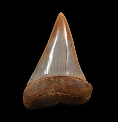 Sharktooth Hill Big-tooth Mako shark tooth for sale | Buried Treasure Fossils