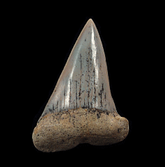 Sharktooth Hill Big-tooth Mako shark tooth for sale | Buried Treasure Fossils