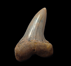 White Isurus planus tooth for sale | Buried Treasure Fossils