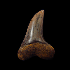 White Isurus planus tooth for sale | Buried Treasure Fossils