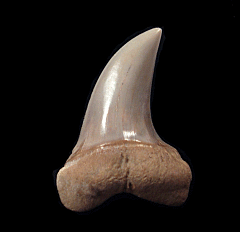 White Isurus planus tooth for sale | Buried Treasure Fossils