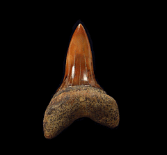 Real Fire Zone Mako tooth for sale | Buried Treasure Fossils