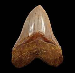 Sharktooth Hill Megalodon tooth for sale | Buried Treasure Fossils