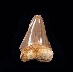 Carcharodon auriculatus                        