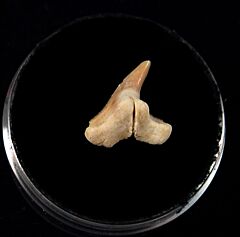 Togo Physogaleus tooth | Buried Treasure Fossils